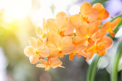 Close-up of orange flowering plant