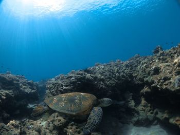 View of turtle in sea