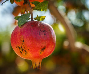 Close-up of fresh pomegranate fruit on tree
