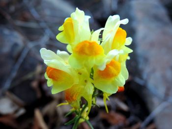 Close-up of yellow flowers