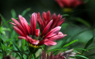 Close-up of pink flower