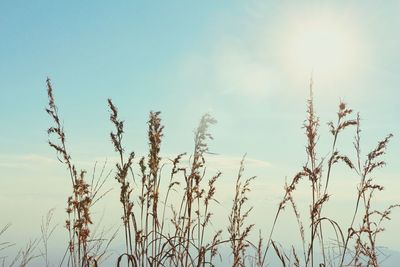 Low angle view of stalks against blue sky