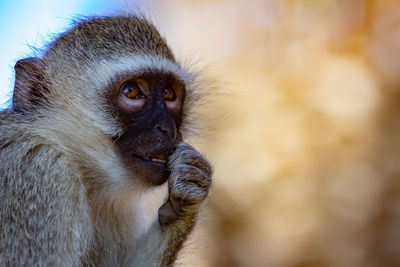 Close-up of a monkey looking away