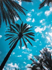 Low angle view of palm tree against sky