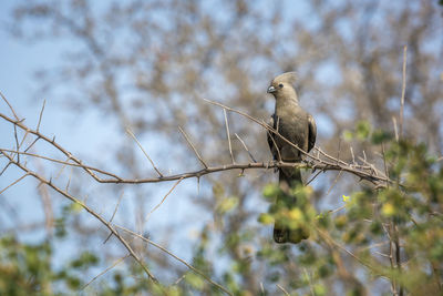 Low angle view of bird perching on branch