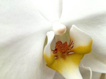 Close-up of day lily blooming outdoors