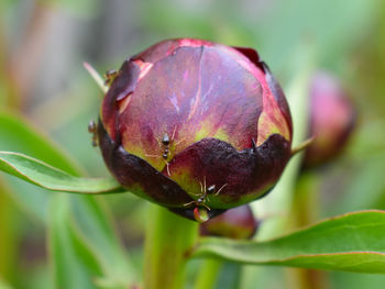 Ants on peony flower bud