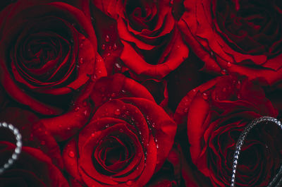 Full frame shot of red roses