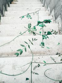 High angle view of ivy on wall