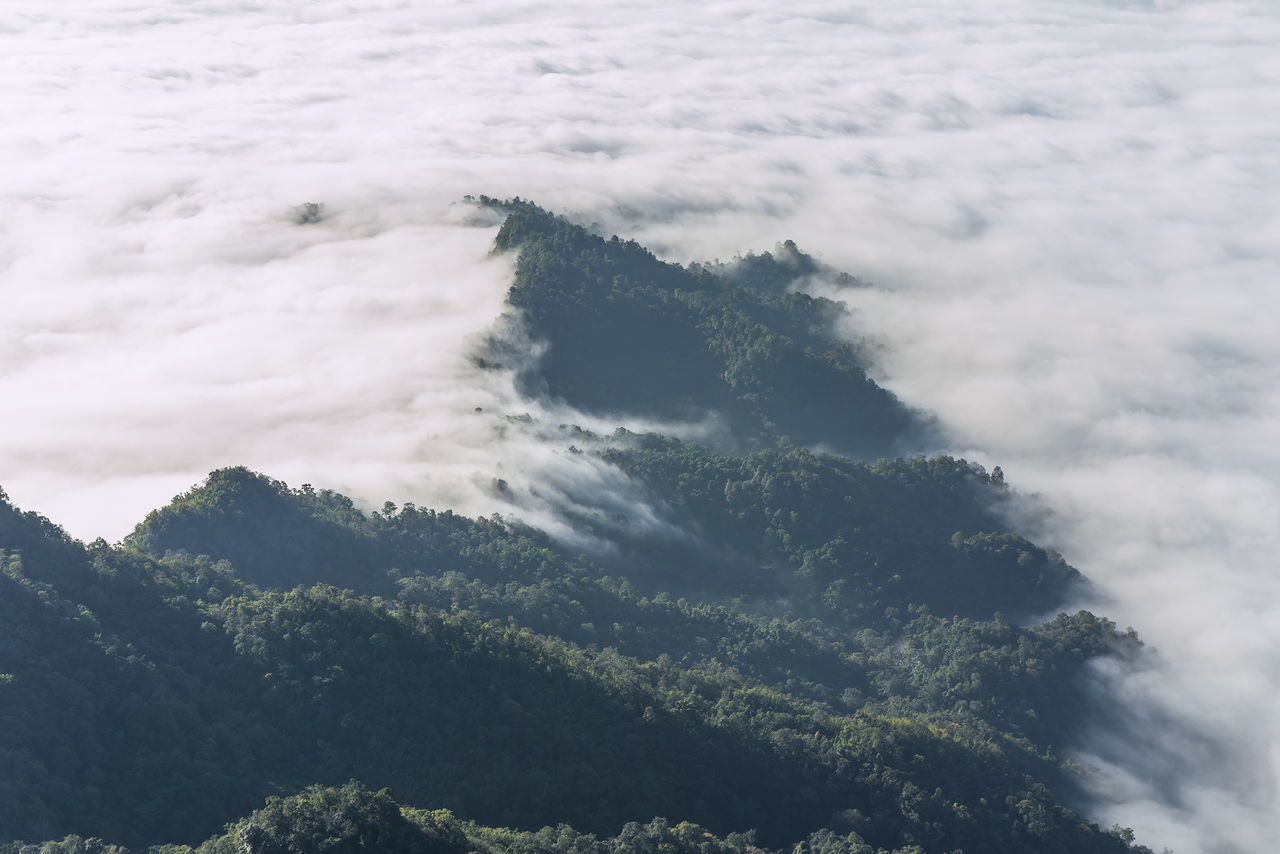 HIGH ANGLE VIEW OF TREES AGAINST SKY