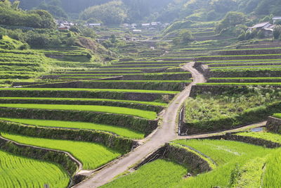 Scenic view of agricultural field