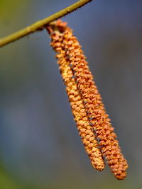 Close-up of flowers growing on branch