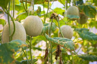 Fresh musk melon on tree.