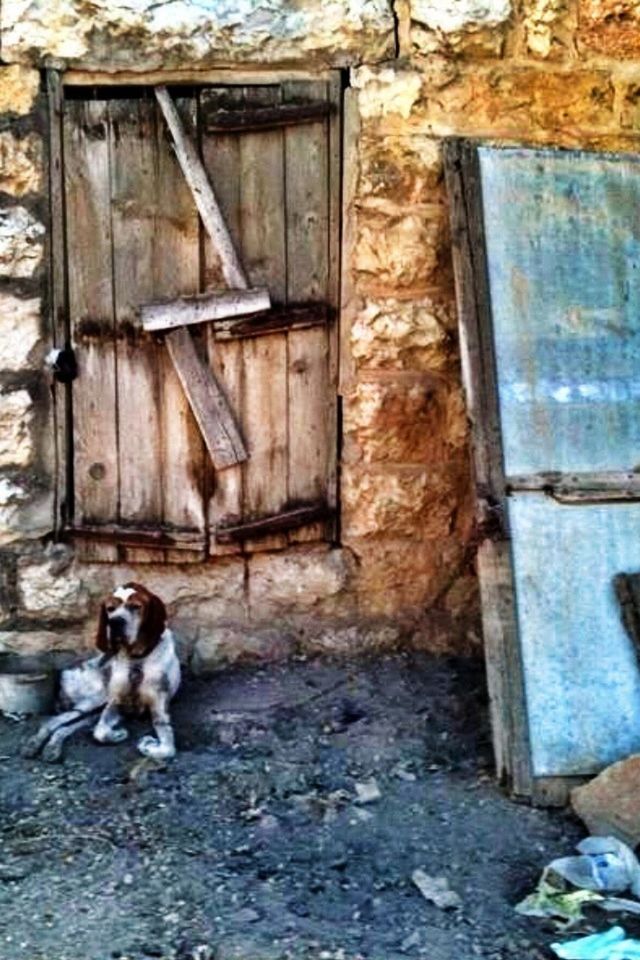 built structure, building exterior, architecture, house, door, animal themes, one animal, window, abandoned, wood - material, closed, pets, day, old, outdoors, residential structure, wall - building feature, damaged, brick wall, domestic animals