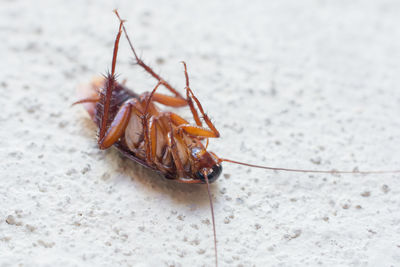 Close-up of cockroach