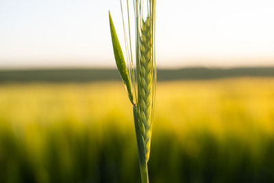 Close-up of wheat growing on field