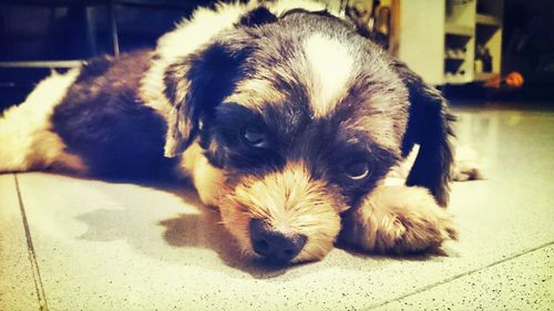 Close-up portrait of puppy sleeping