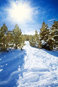 Snow covered land and trees against sky