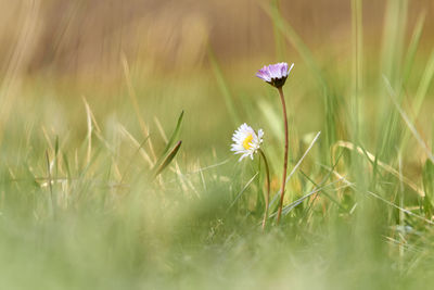 Close-up of flowering plant on land