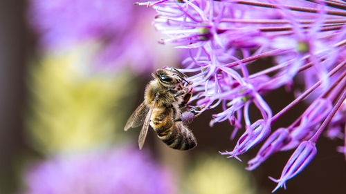 Close-up of bee pollinating on flower