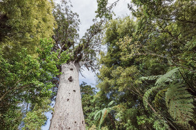 Low angle view of trees growing in forest against sky