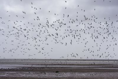 Flock of birds flying over beach