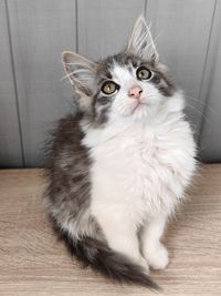 pet