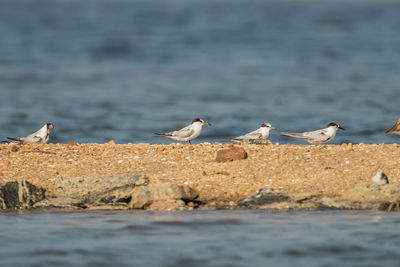 Seagulls perching on a beach