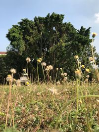 Plants and trees on field against sky