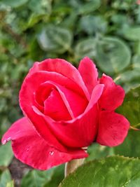 Close-up of pink flower blooming outdoors