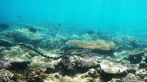 Fish swimming in sea