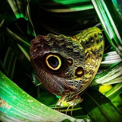 Close-up of butterfly perching on leaf