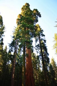 Low angle view of trees in forest