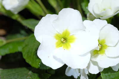 Close-up of white flowers blooming outdoors