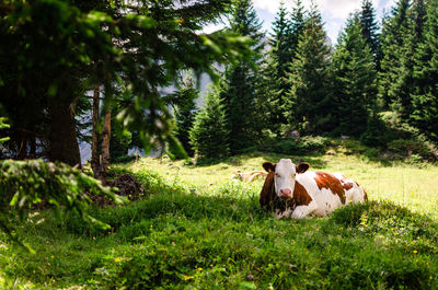 Horse in a field