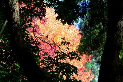 Low angle view of trees