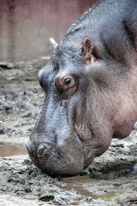 Close-up of a hippopotamus