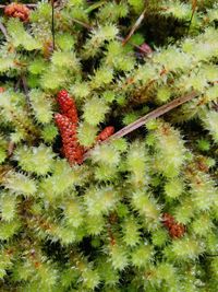 Close-up of cactus plants