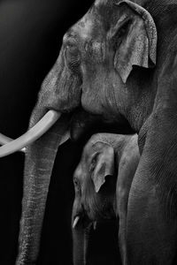 Close-up of elephants against black background
