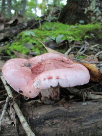 Close-up of mushroom growing on field