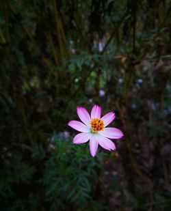 Close-up of pink flower blooming outdoors