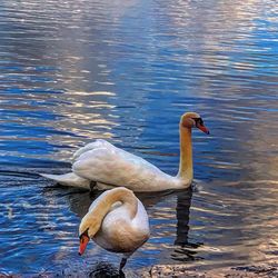 Swan swimming in lake