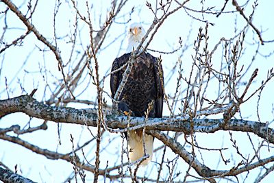 Low angle view of owl perching on bare tree