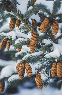 Close-up of pine cones on tree during winter