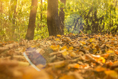 Autumn trees in forest
