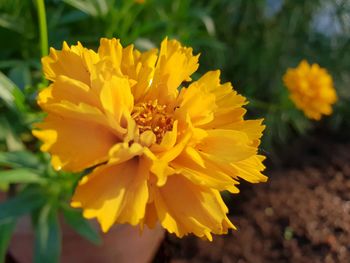 Close-up of yellow flowering plant