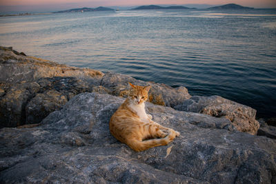 Cat relaxing on rock by sea
