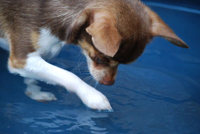 High angle view of dog drinking water