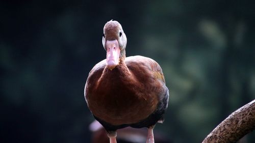 Close-up of bird perching on a branch