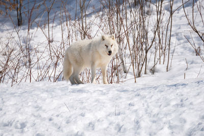 Wolf on snow covered field